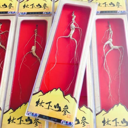 【下单联系商家】林下参 长芦播籽 单支小礼盒 非工艺参