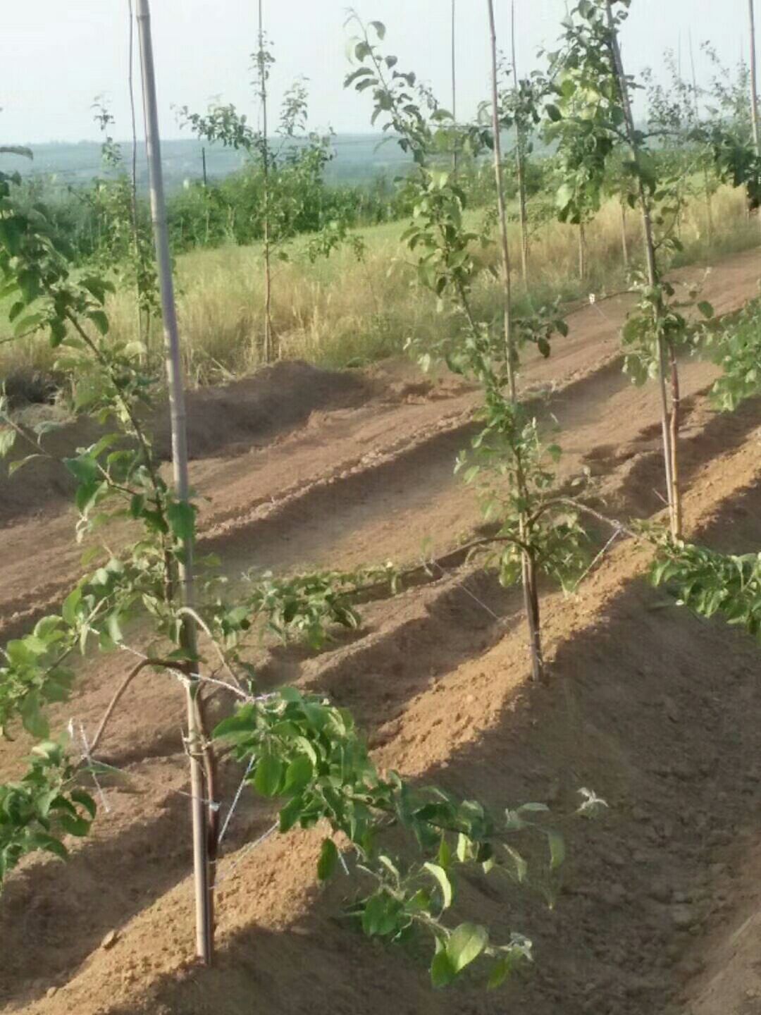 红肉苹果树苗 红肉苹果苗基地批发 红色之爱苹果，红色之恋