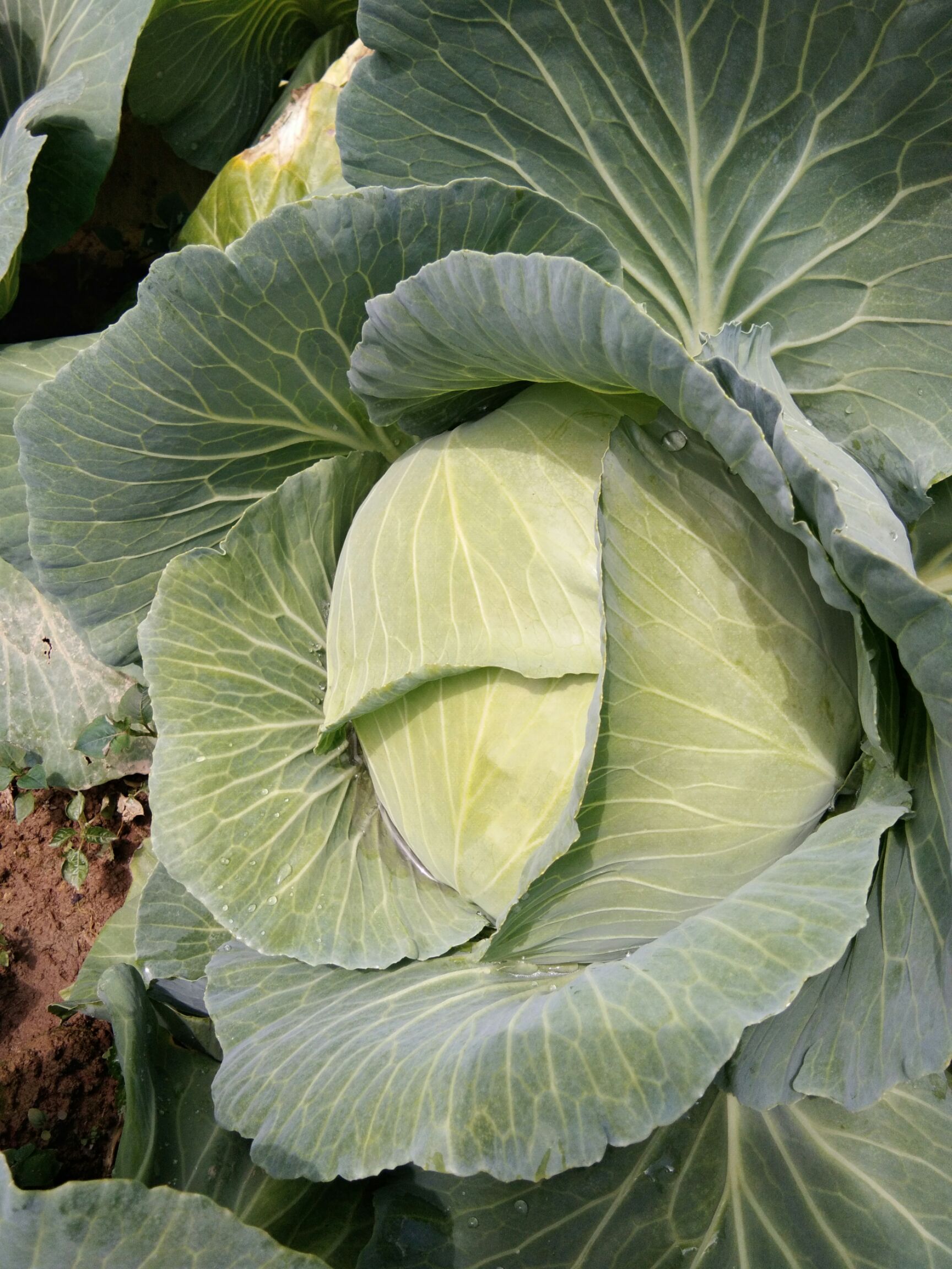 京丰一号甘蓝 2.5~3.0斤