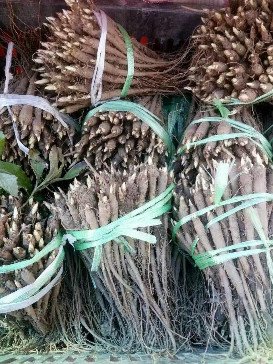 多花芍药 2cm以下 0.5米以下