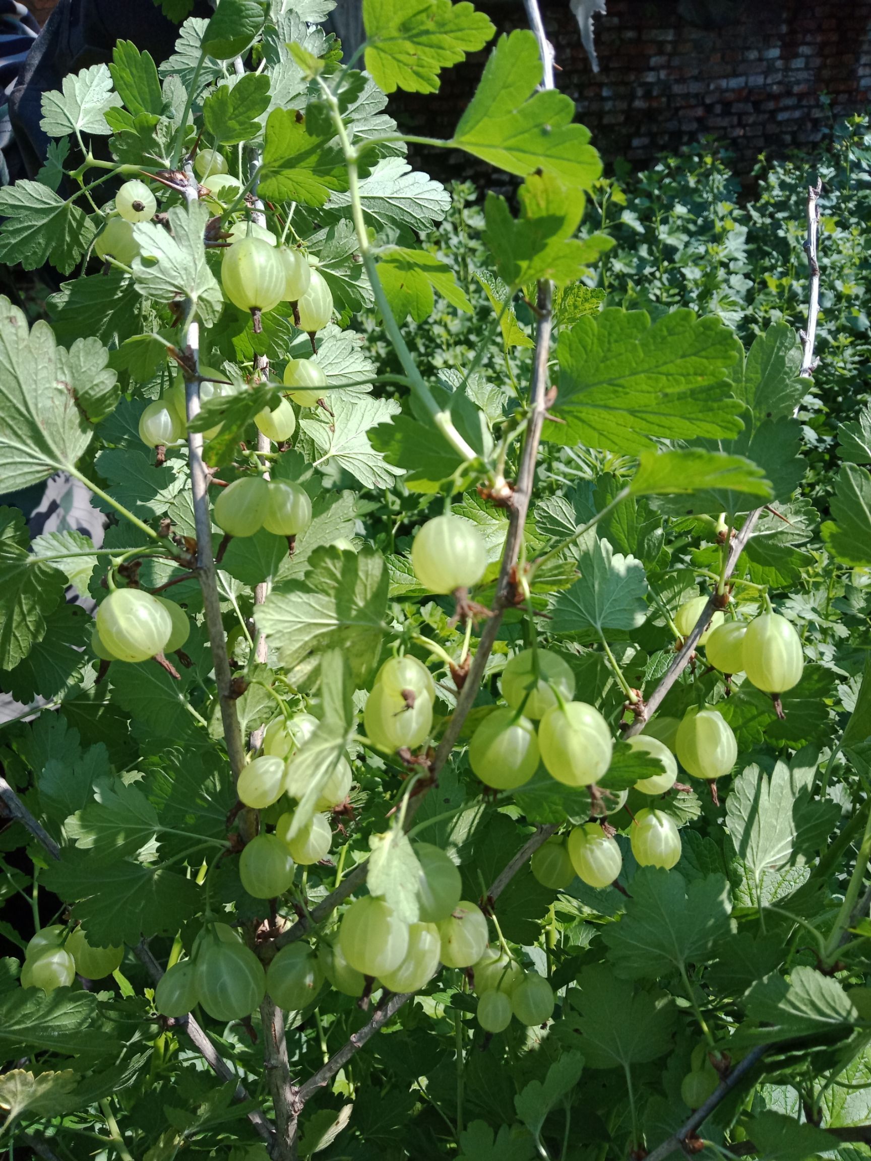 灯笼果苗 0.5米以下 