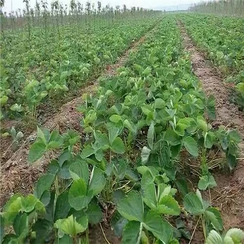 泰安天仙醉草莓苗 地栽苗 10~20公分