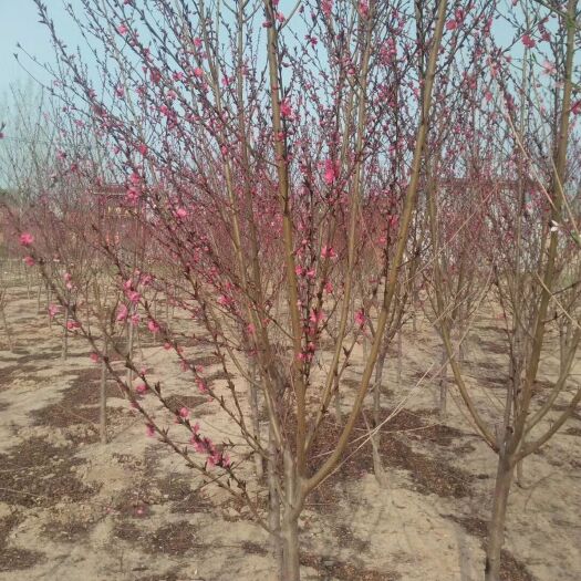 菏泽红叶碧桃