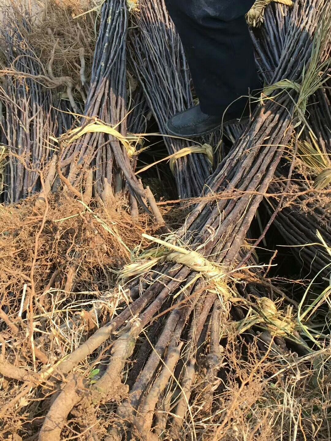 红肉苹果树苗 红肉苹果苗基地批发 红色之爱苹果，红色之恋