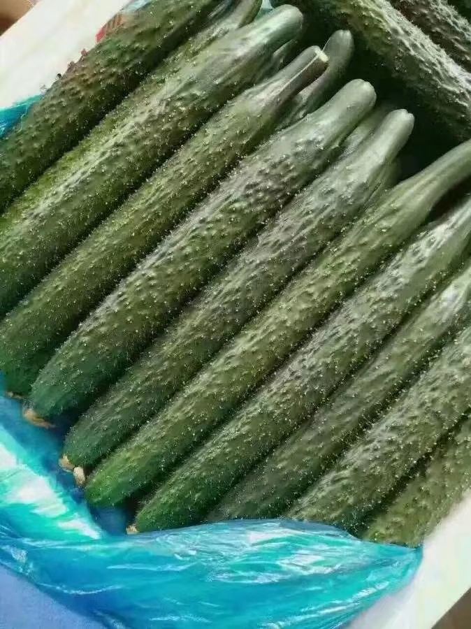 黄瓜专用叶面肥 