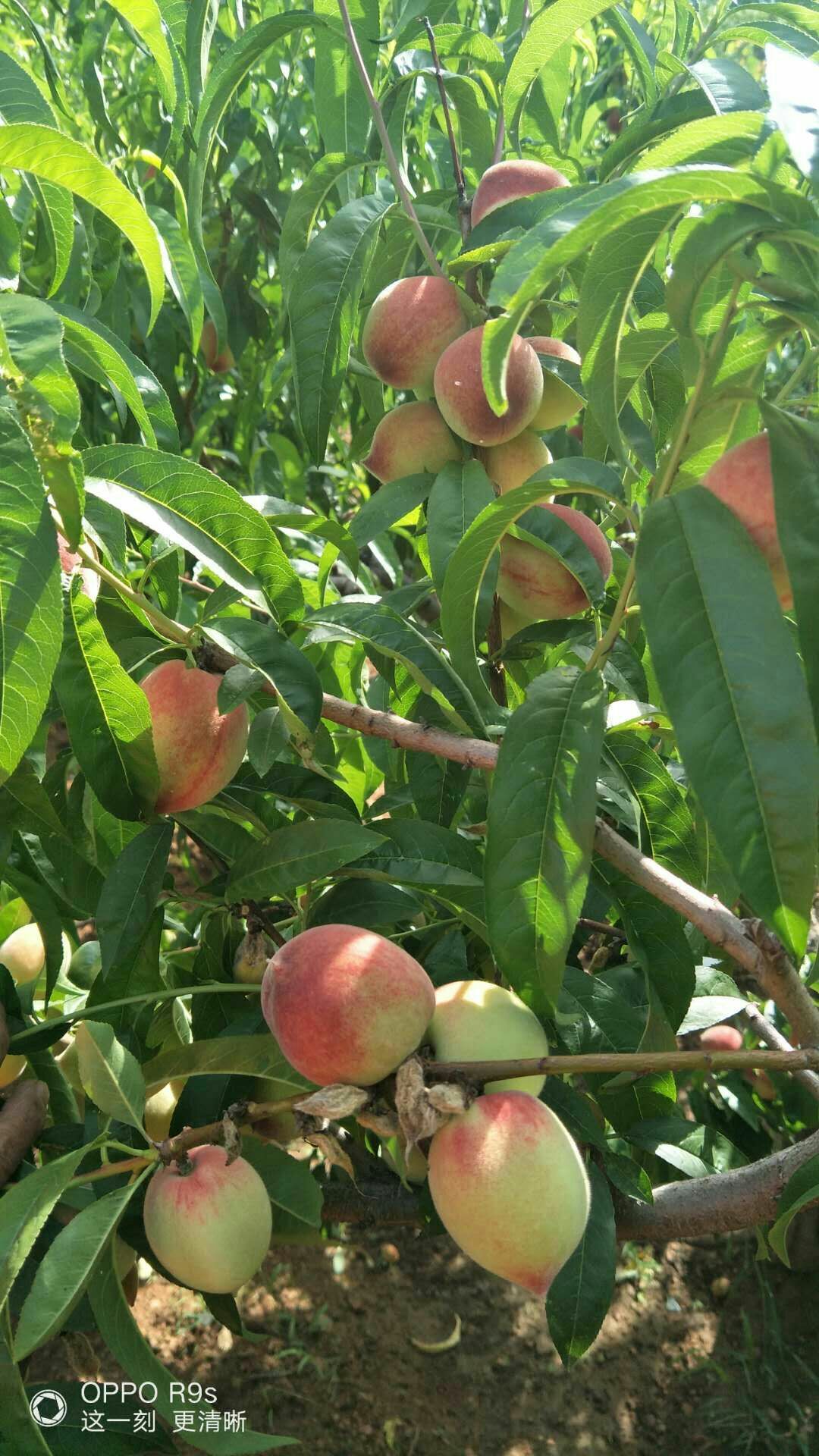 黄桃树苗 0.5~1米