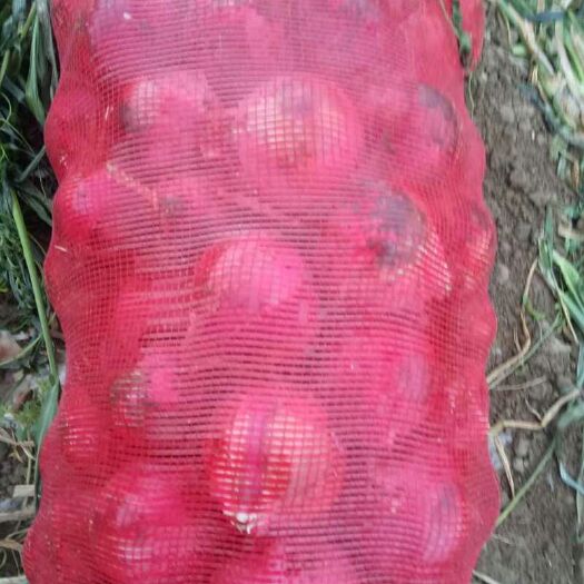 额敏县红皮洋葱 5~8cm