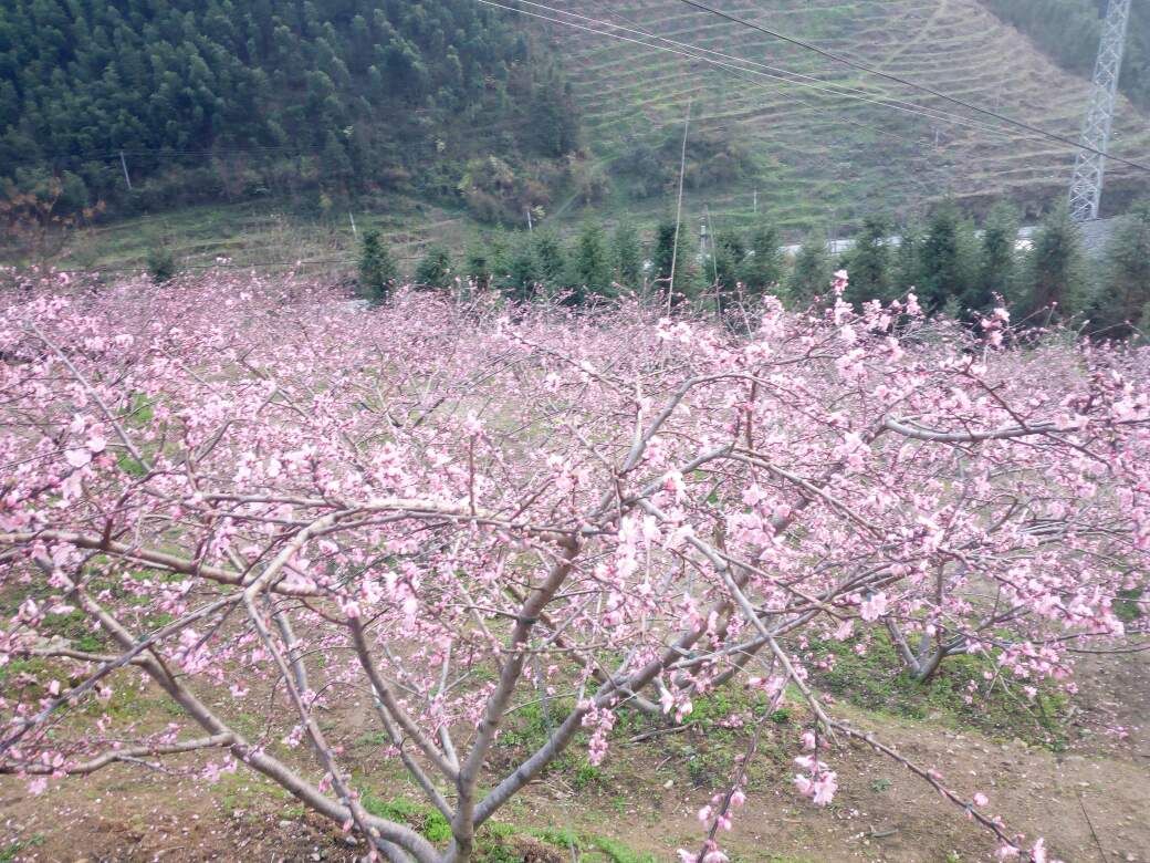 炎陵黄桃 55mm以上 4两以上 