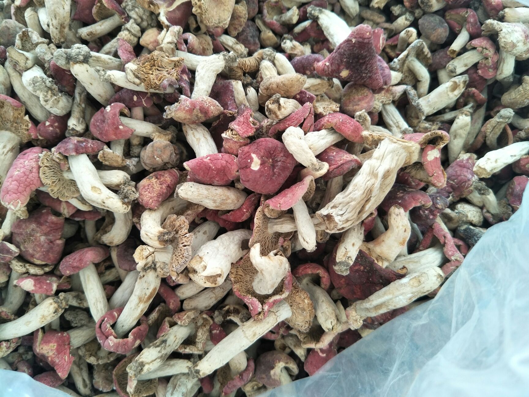 红菇干 散装 1年