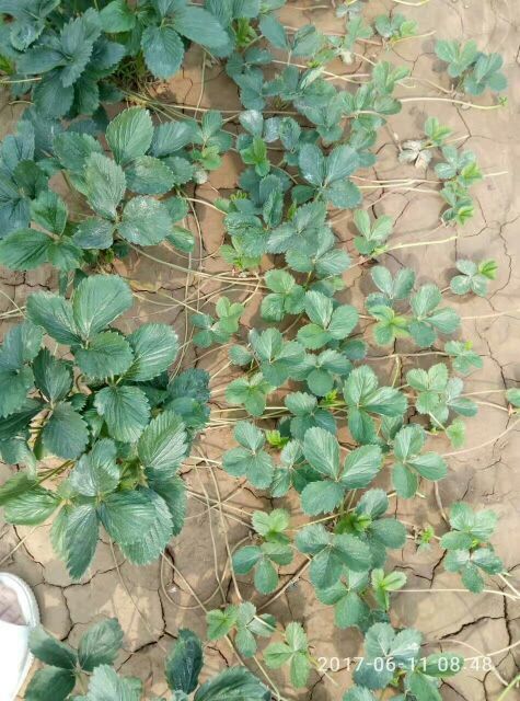 法兰地草莓苗 地栽苗 10~20公分