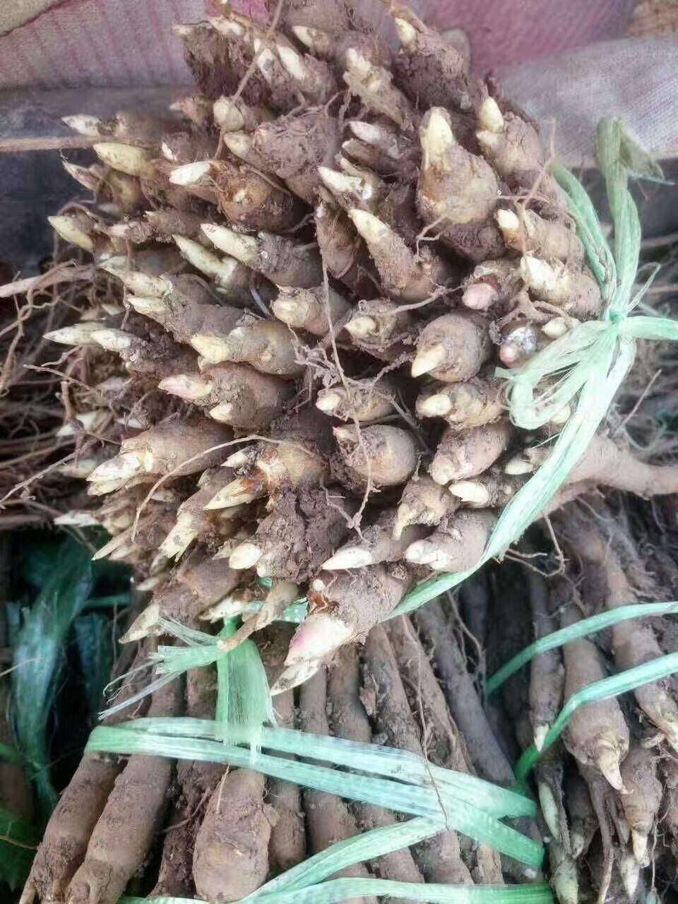 多花芍药 2cm以下 0.5米以下