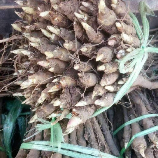 菏泽多花芍药 2cm以下 0.5米以下
