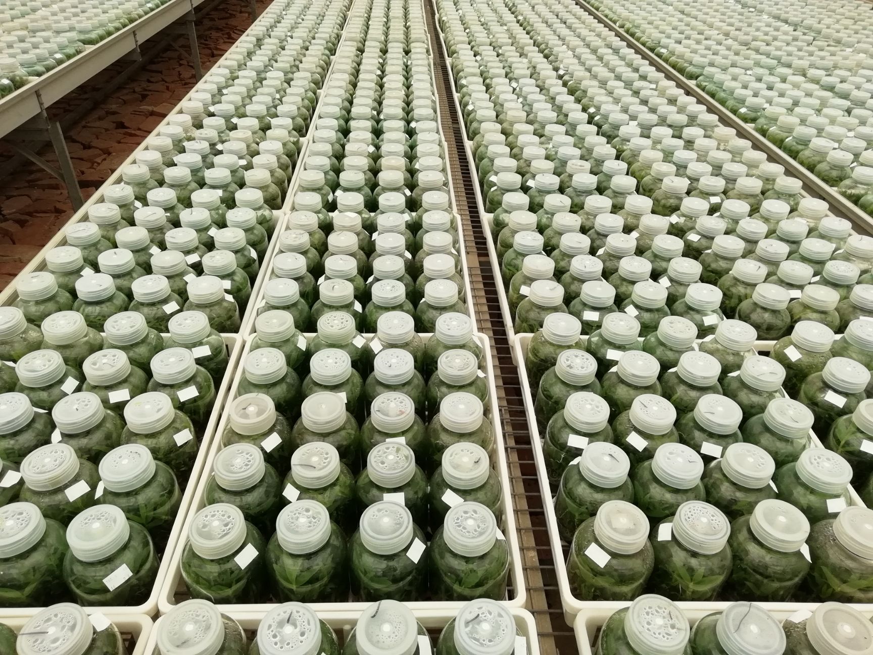 铁皮石斛种苗  铁皮石斛种苗