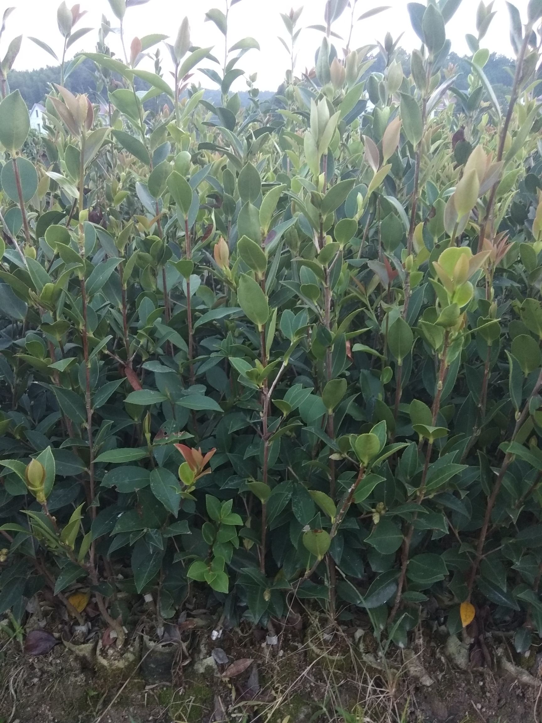 油茶苗  高产，高质量，高成活率，