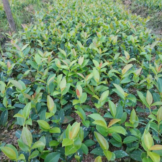攸县油茶苗 一年裸根湘林210