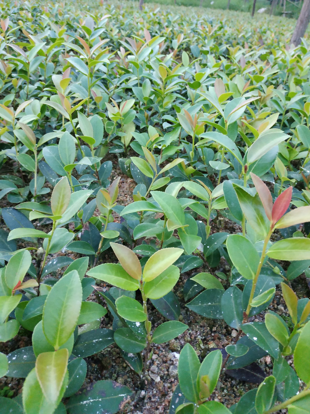 油茶苗 一年裸根湘林210