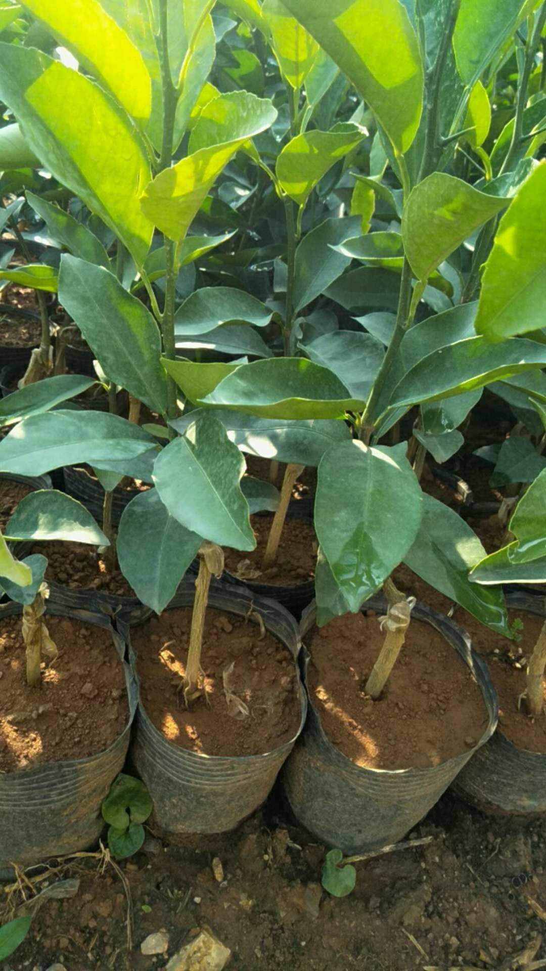 沃柑苗 杯苗袋苗 0.5~1米