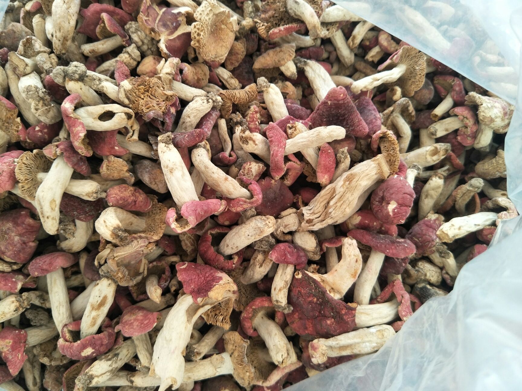 红菇干 散装 1年