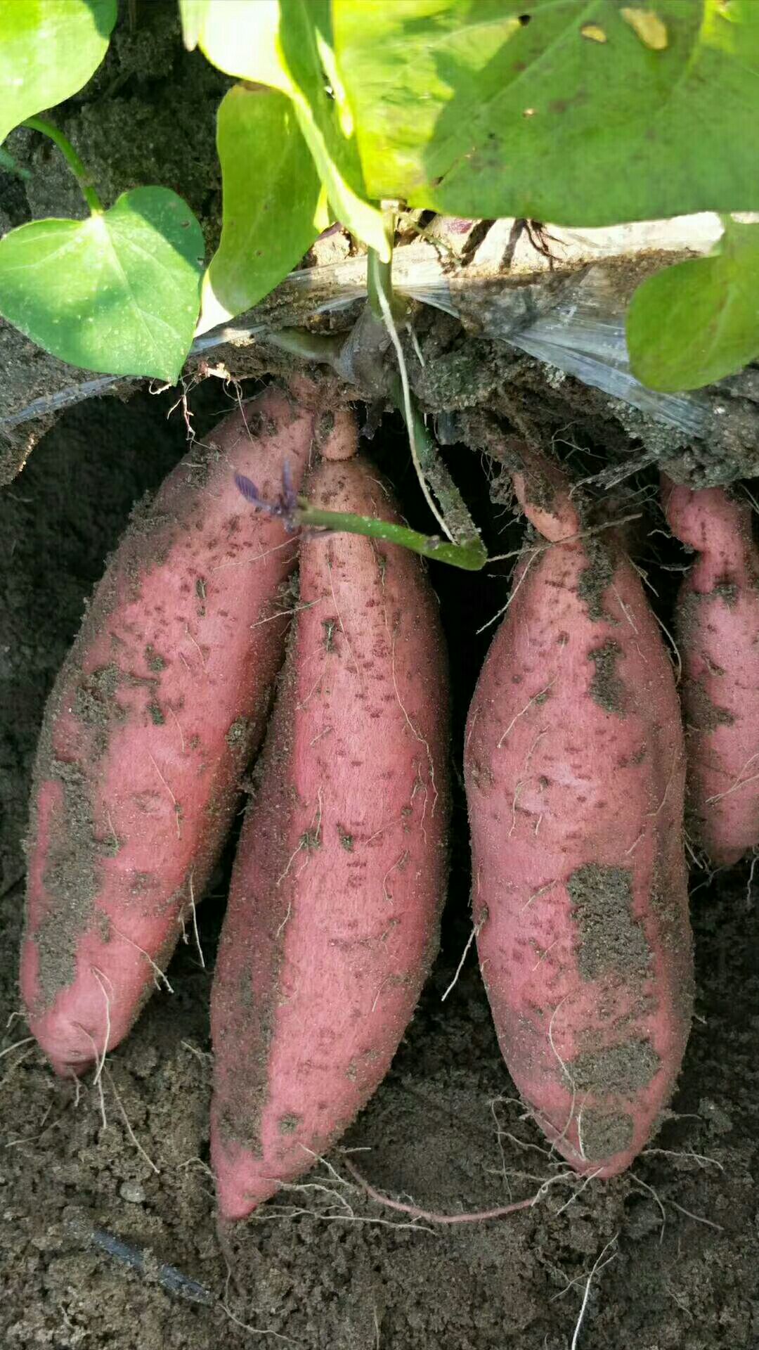 烟薯25  雄县双兴薯业大量出售烟薯，保证软甜流油