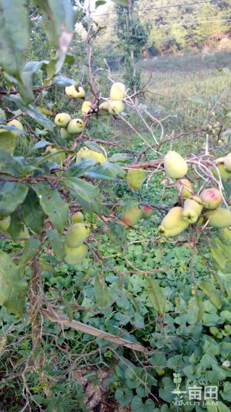 皱皮木瓜  榔坪木瓜最优质货源