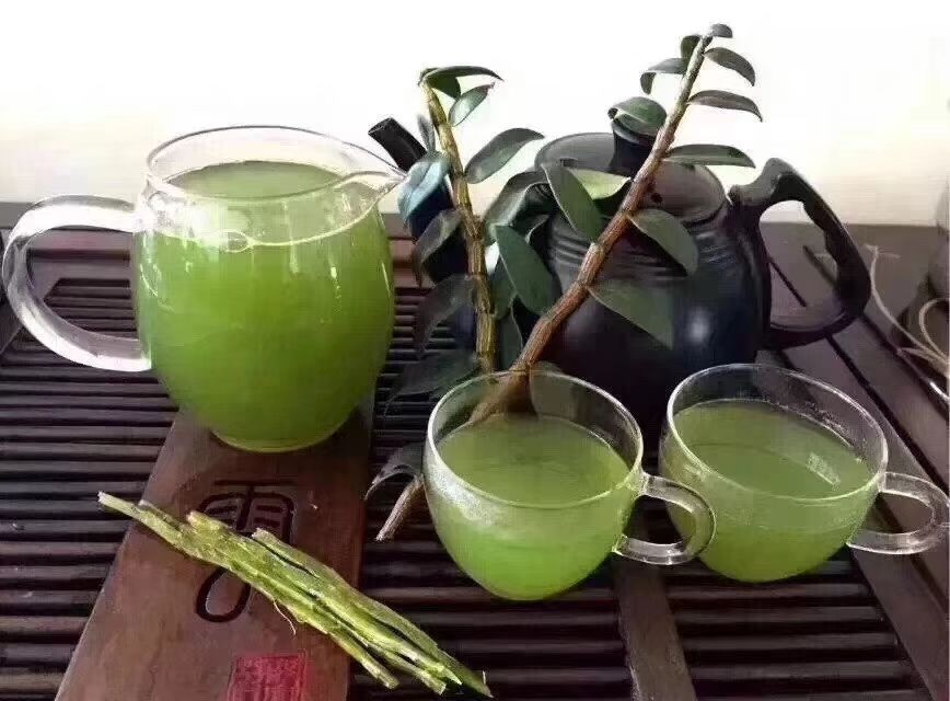 铁皮石斛种苗 铁皮石斛种苗