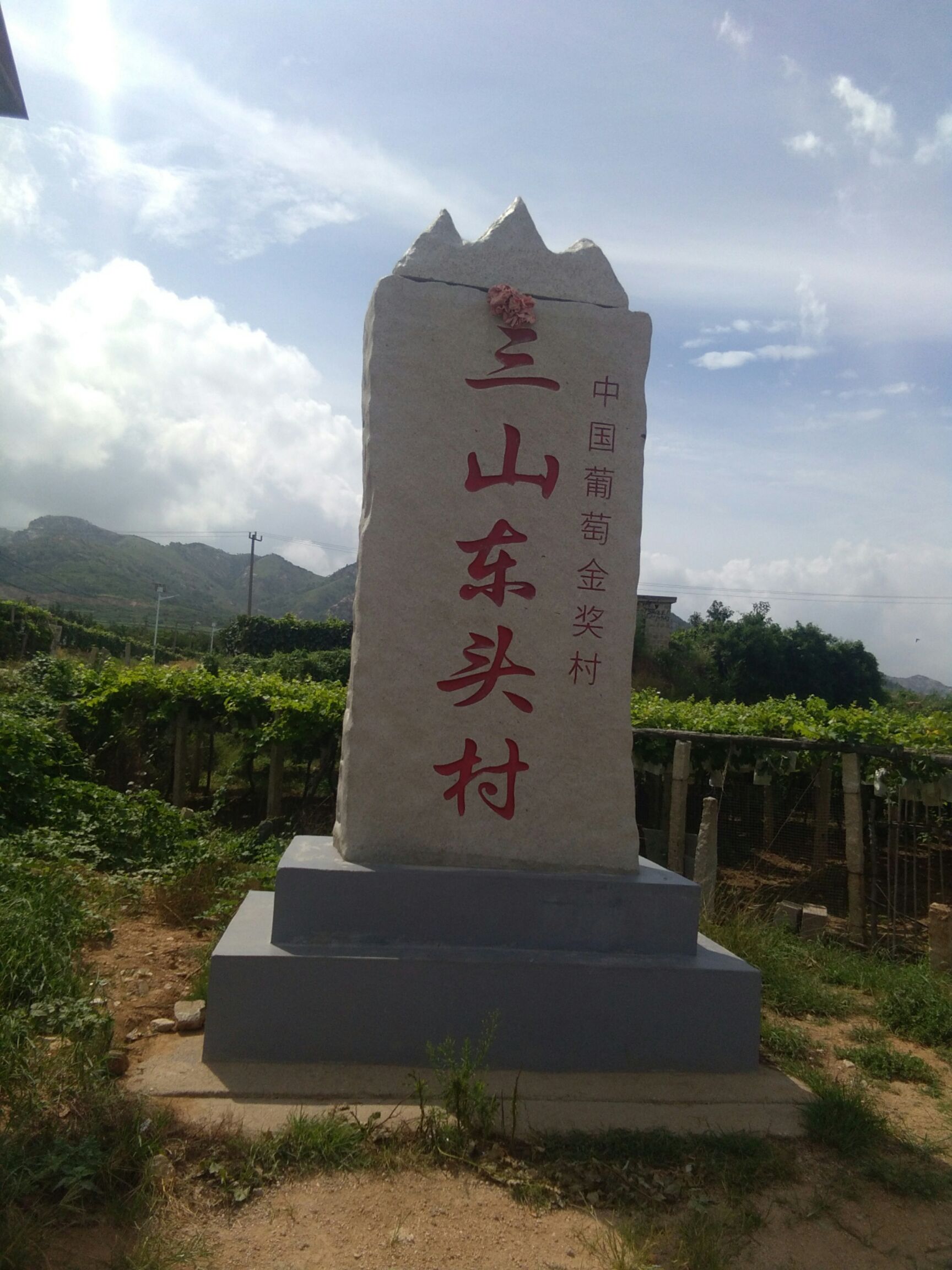  全国金奖葡萄大泽山玫瑰香