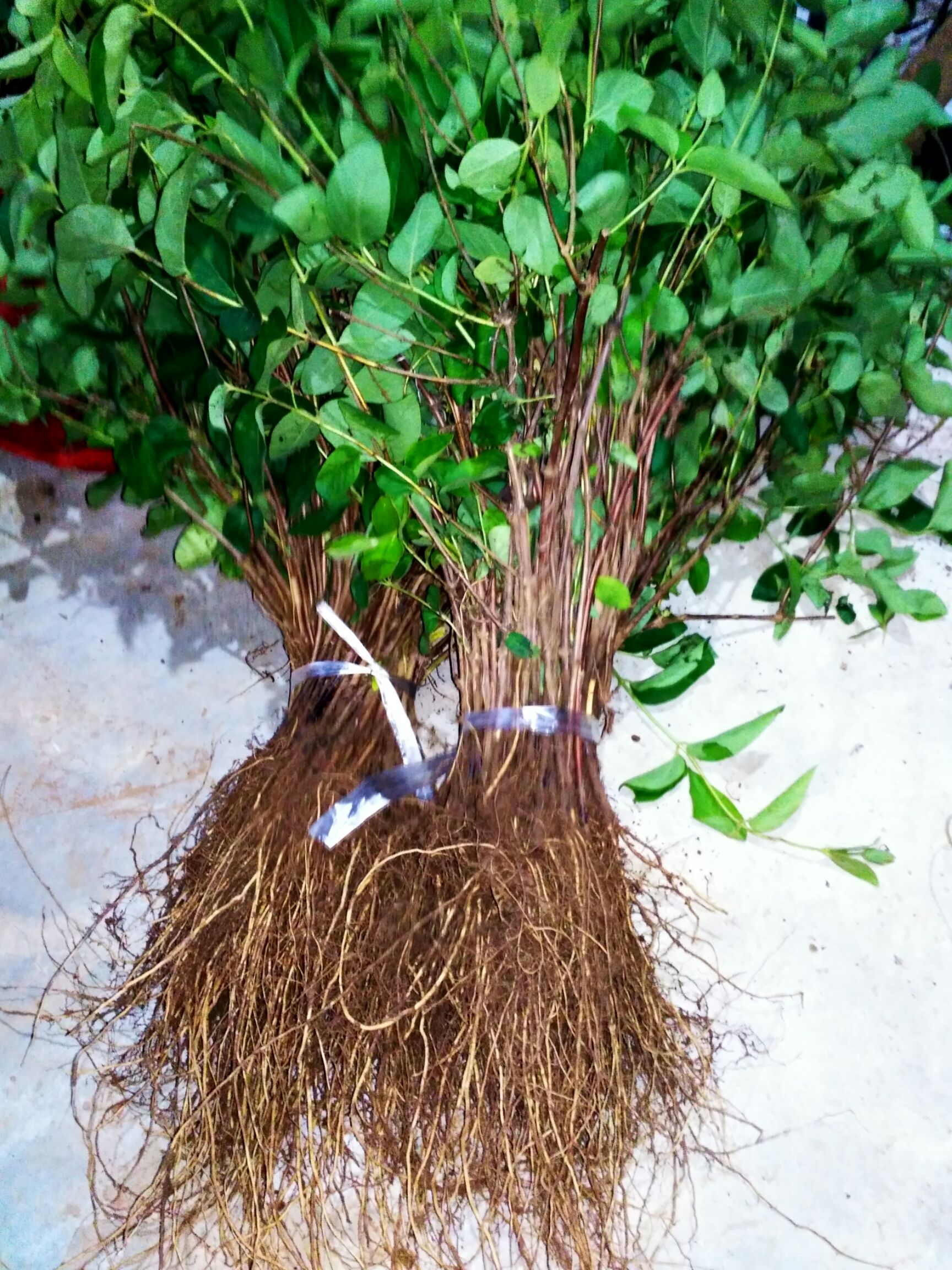 北花一号金银花苗  优质金银花苗 树型金银花 北花一号 包技术 包回收，一手货源