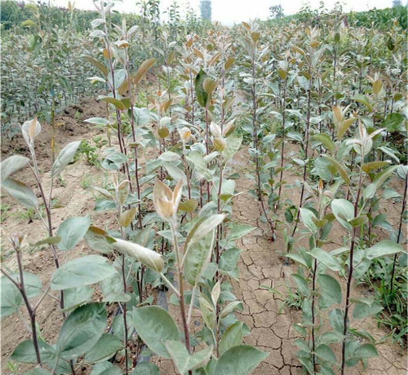 红肉苹果树苗 红肉苹果苗基地批发 红色之爱苹果，红色之恋