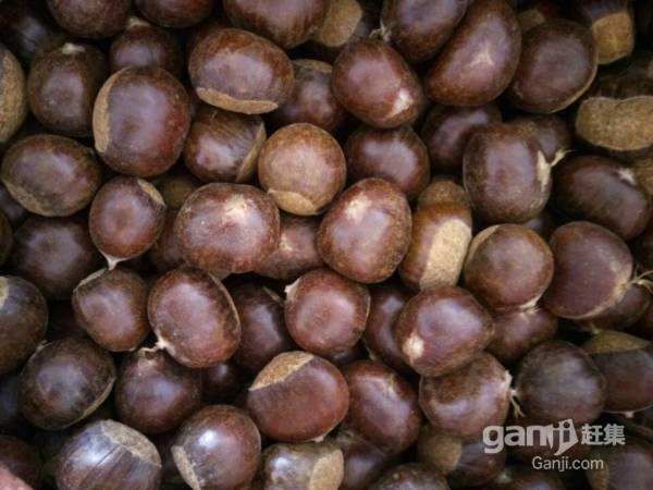 油栗 特级 中粒 