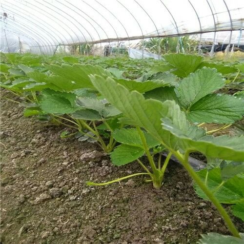 泰安白草莓 地栽苗 10~20公分