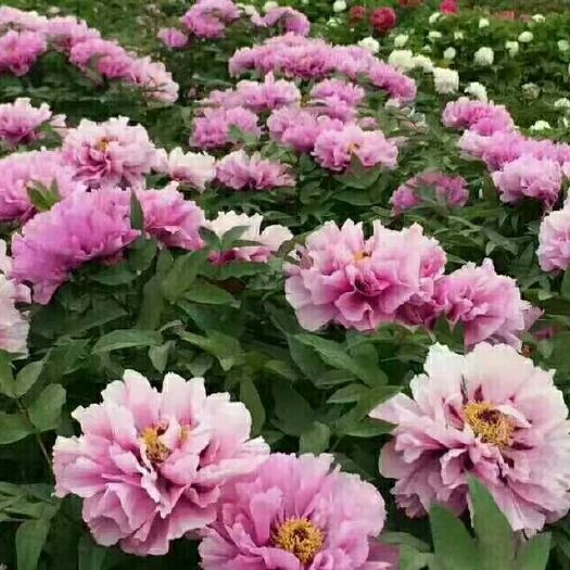 菏泽观赏牡丹 2~4cm 4cm以下 0.5米以下