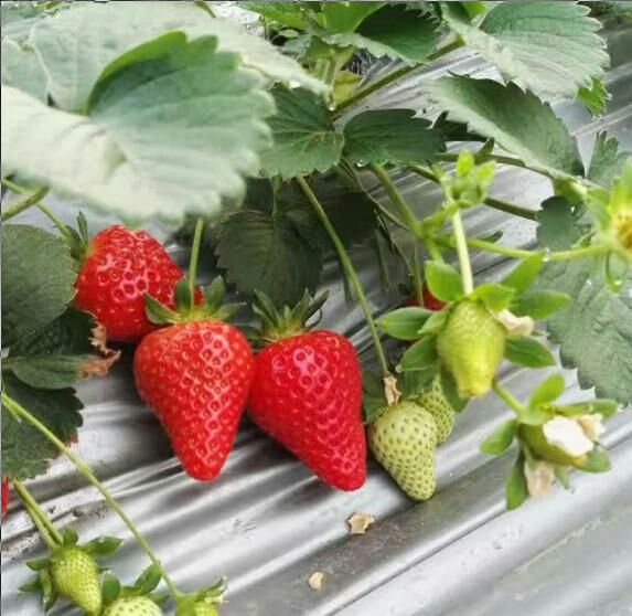 天仙醉草莓苗 地栽苗 10~20公分