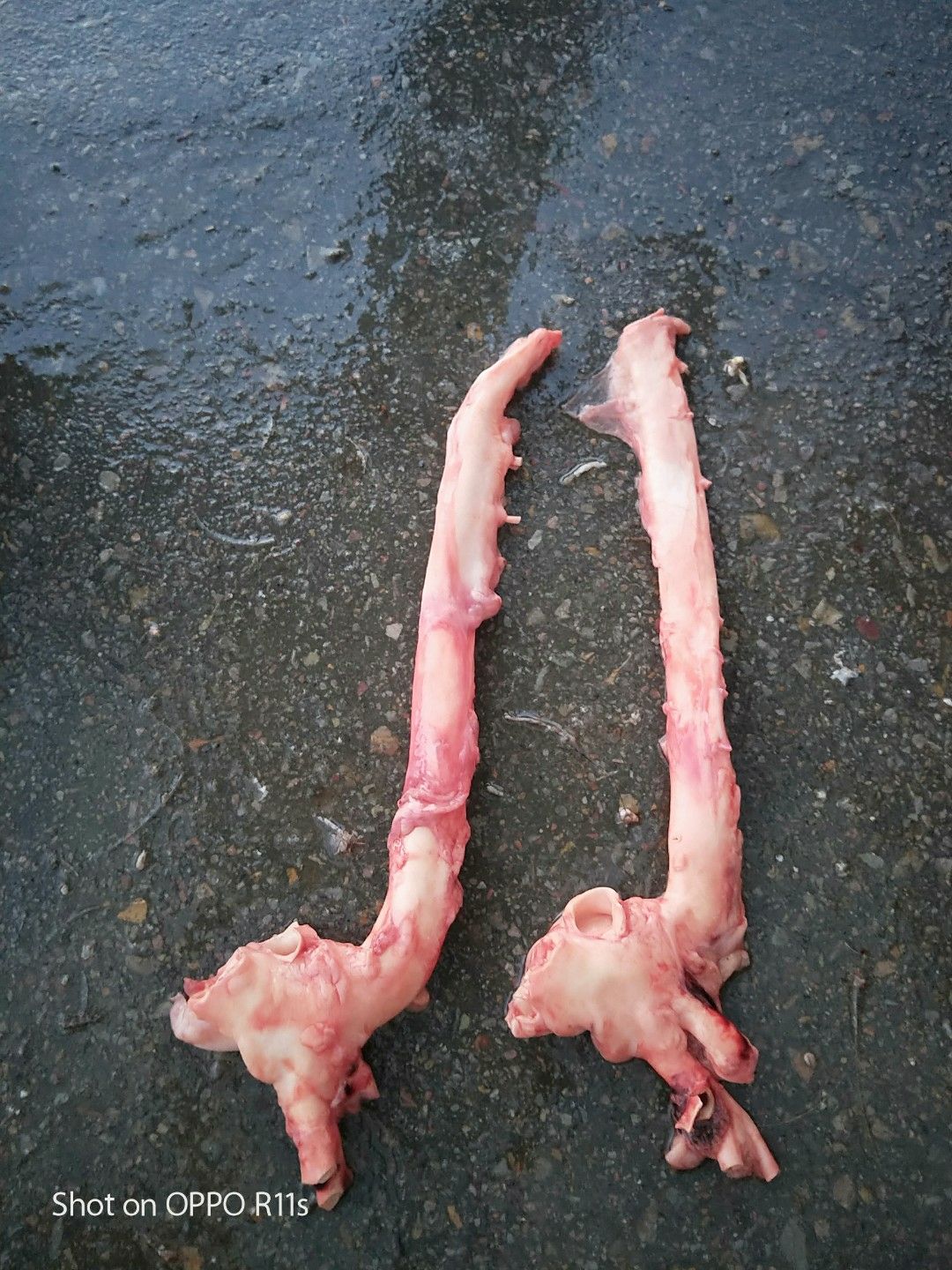 猪黄喉 猪心管