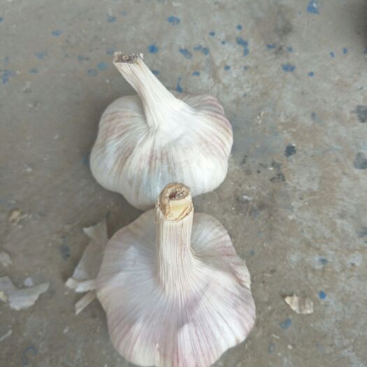 金乡县金乡大蒜 混级统货 多瓣蒜