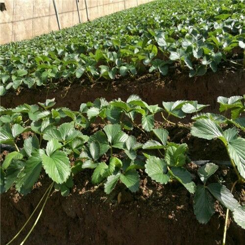 白雪公主草莓苗 地栽苗 10~20公分