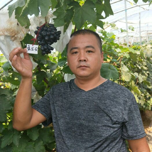泰安蓝宝石葡萄苗 
