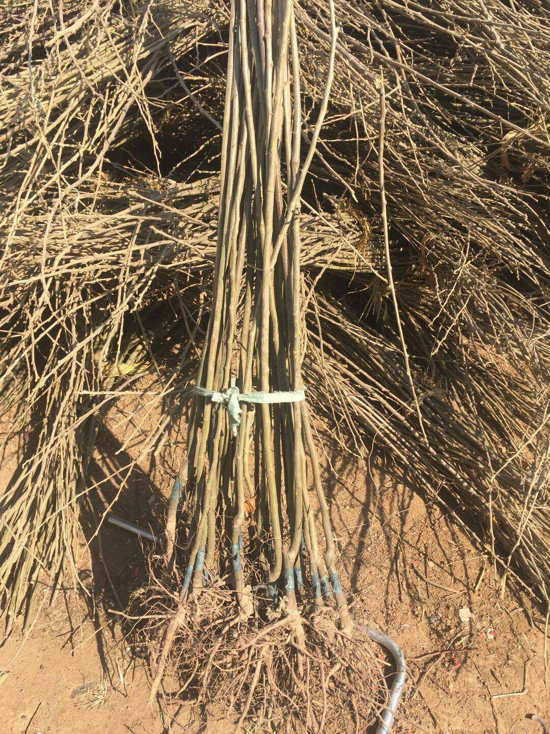 大红袍板栗苗 板栗苗基地 嫁接板栗苗批发