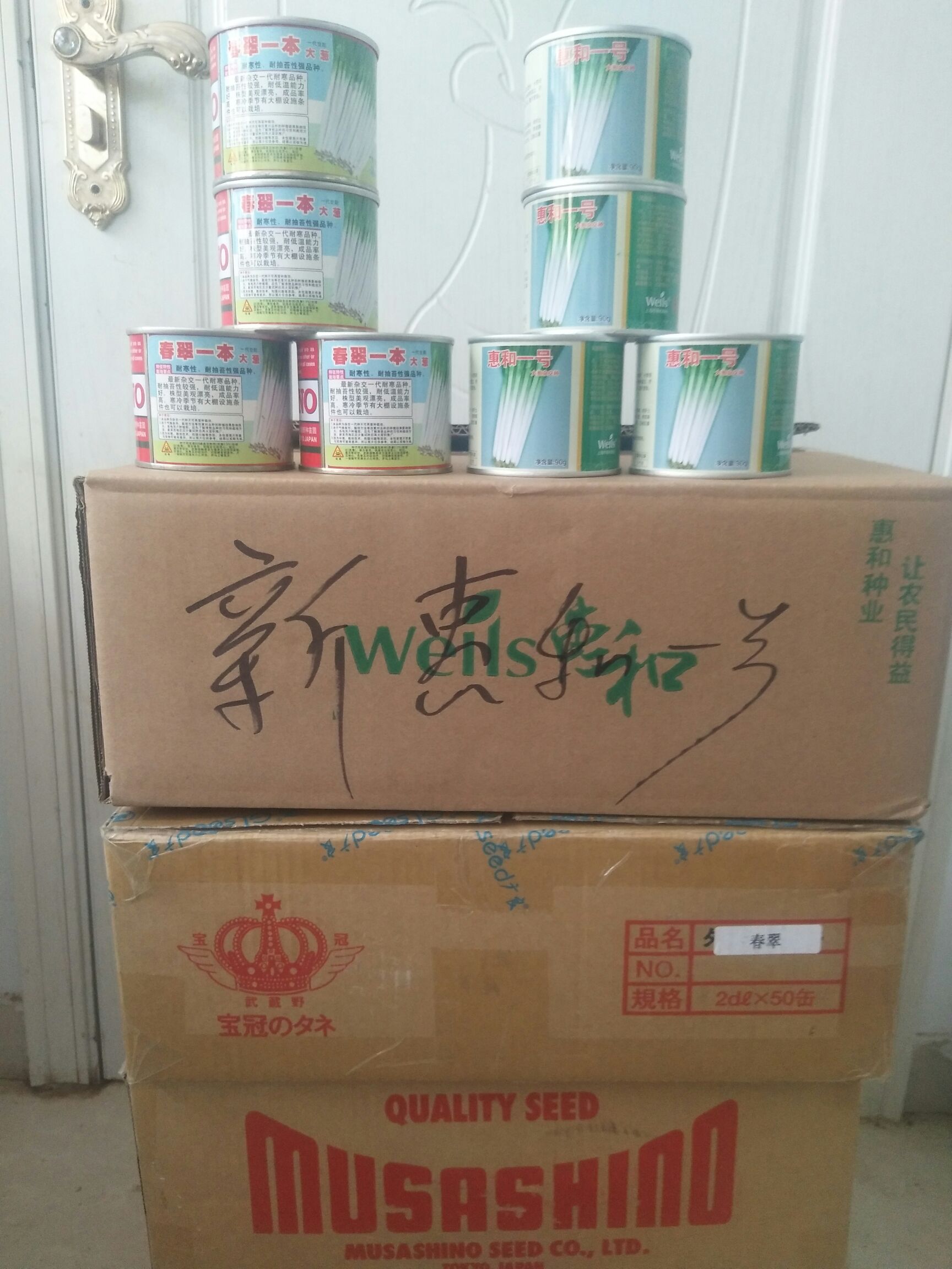 安丘市日本钢葱种子 ≥97% 杂交种