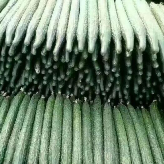 郑州黄瓜专用叶面肥 