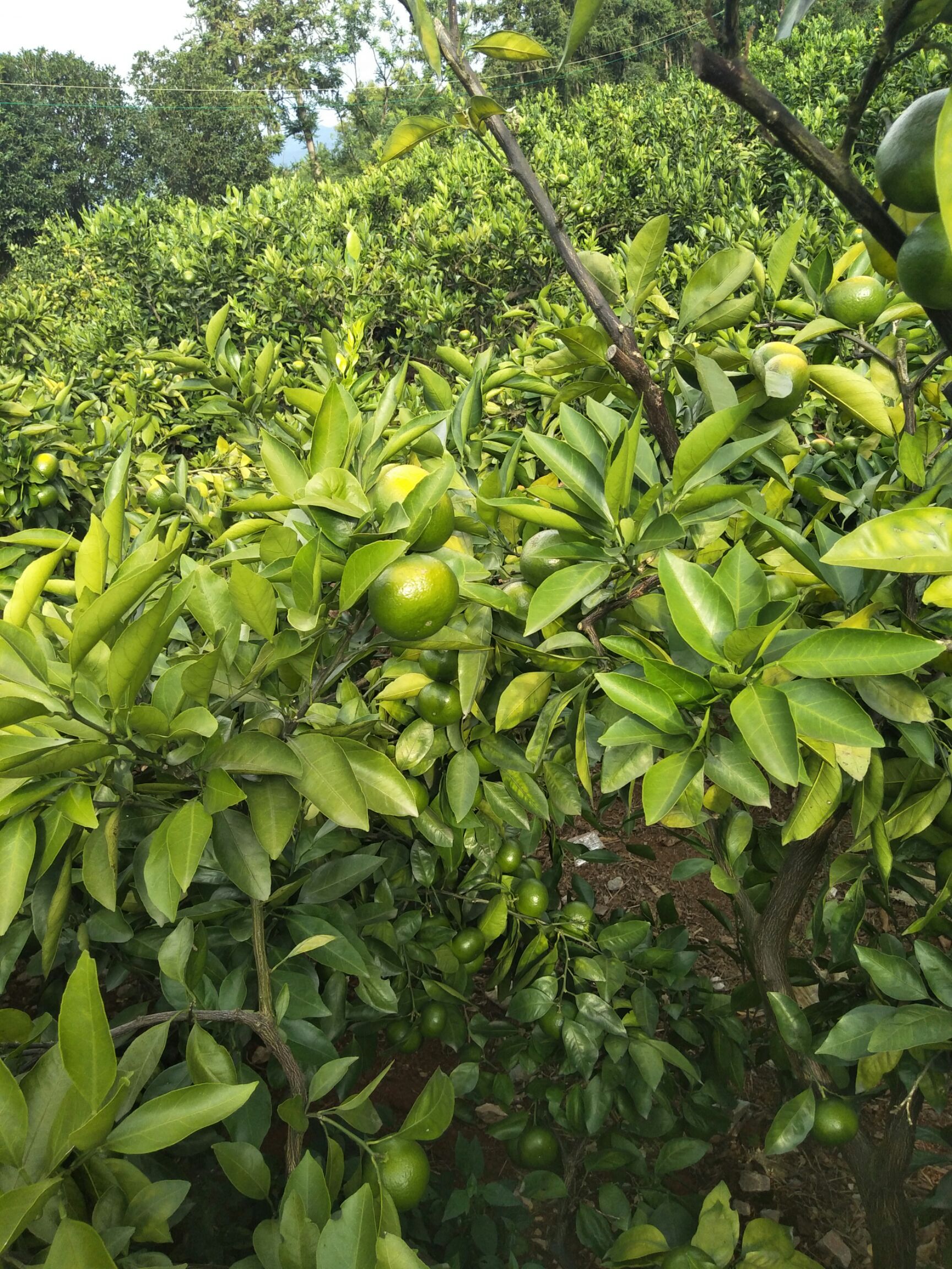 特早蜜桔 5.0cm 2 - 3两