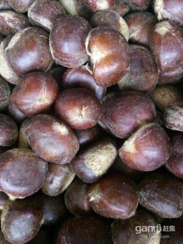 油栗 特级 中粒 