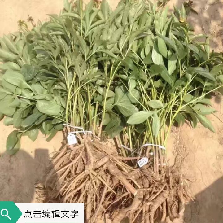 多花芍药 2cm以下 0.5米以下