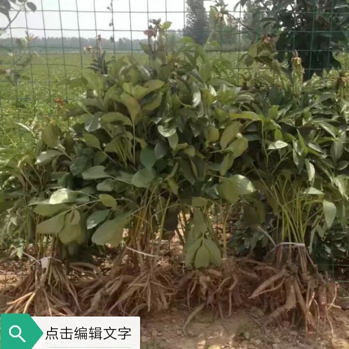 多花芍药 2cm以下 0.5米以下