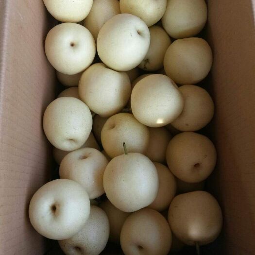 赵县皇冠梨 250-300g 75mm以上