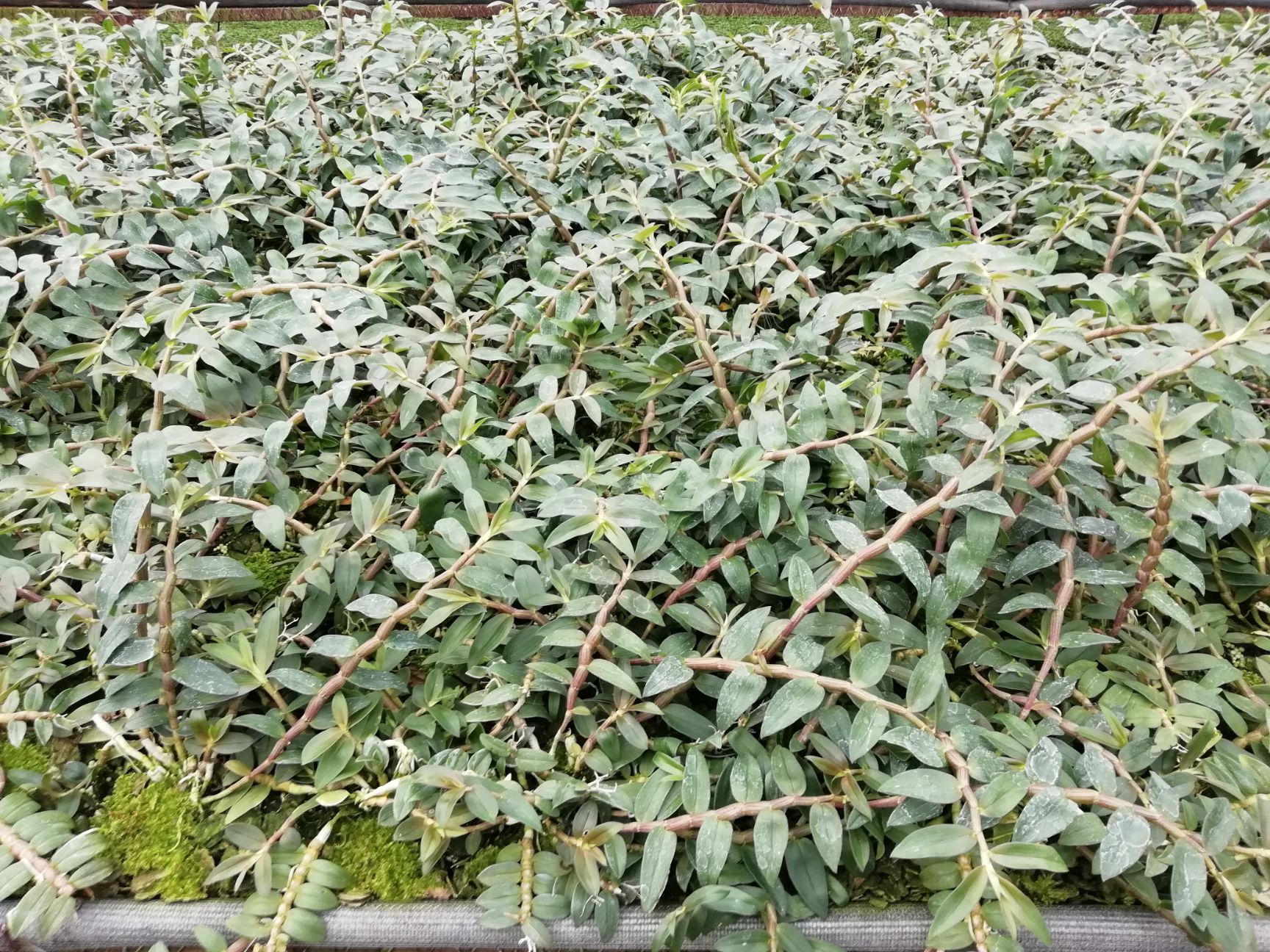 铁皮石斛种苗 铁皮石斛种苗