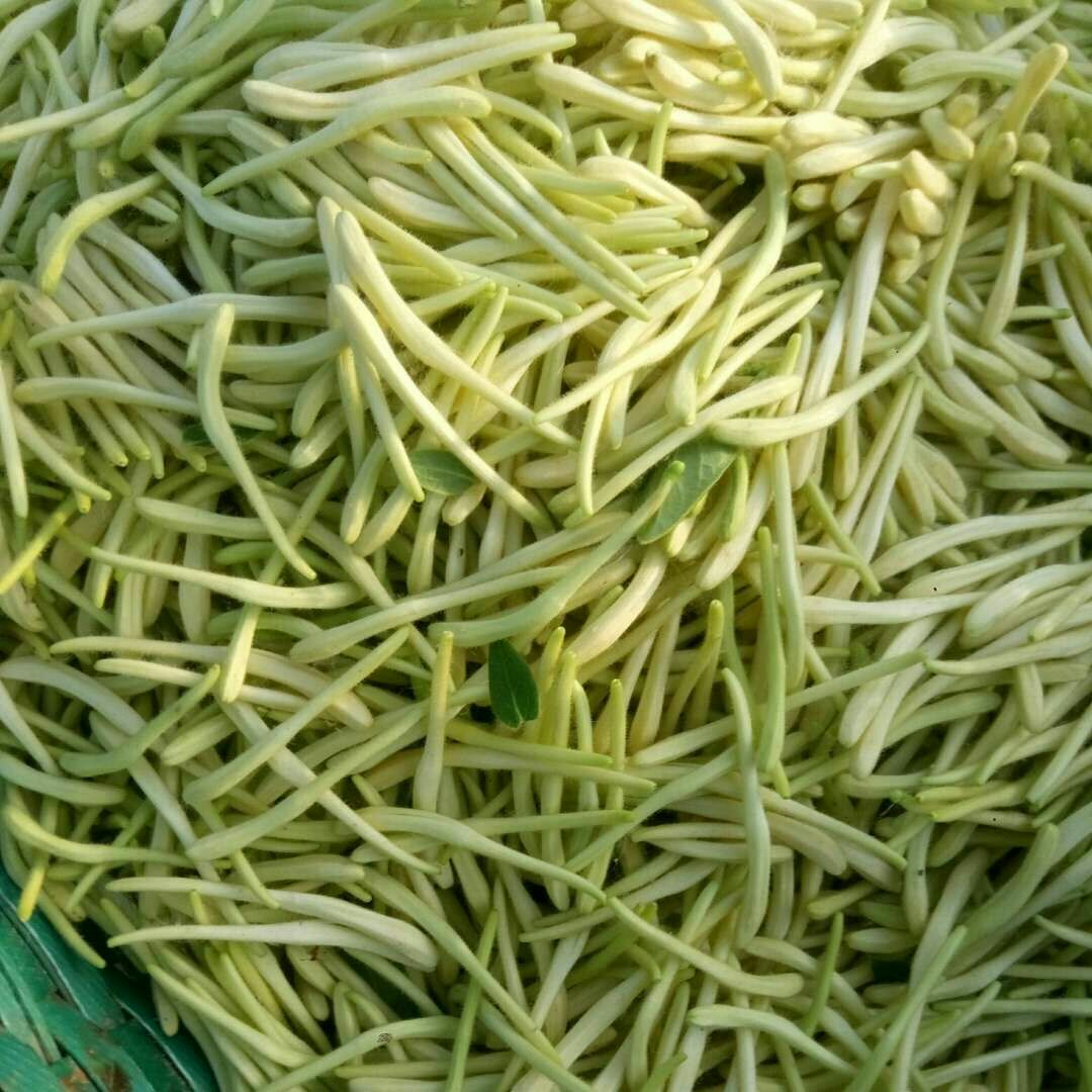 北花一号金银花苗  优质金银花苗 树型金银花 北花一号 包技术 包回收，一手货源