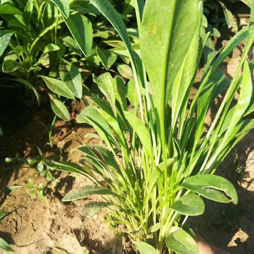 青州市金鸡菊