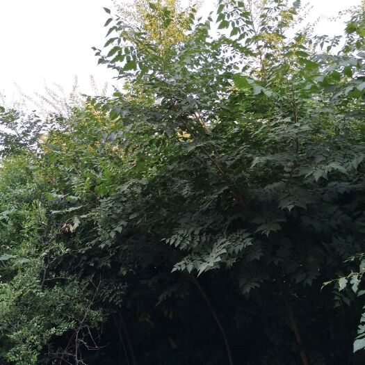 石家庄北栾树