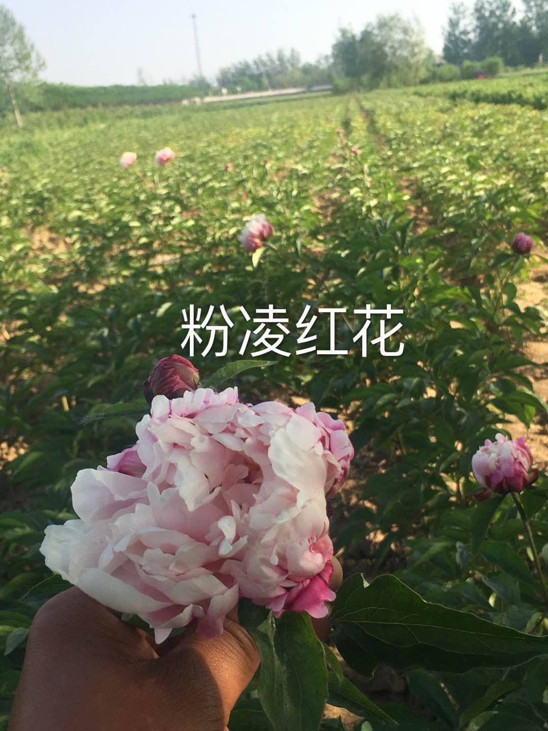 多花芍药 2~4cm 0.5~1米 