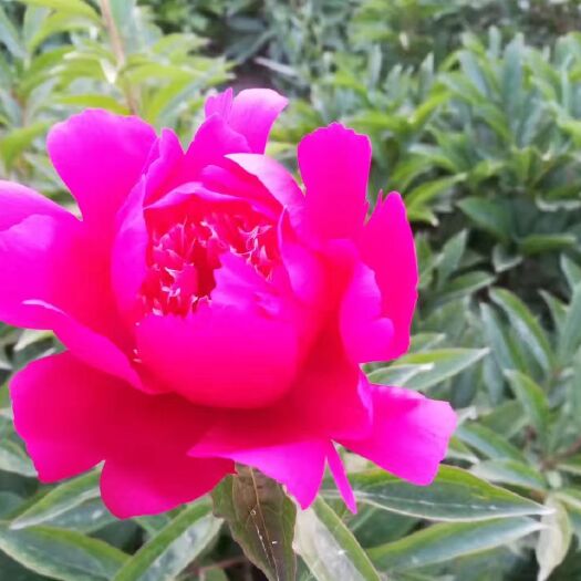 菏泽观赏牡丹 20cm以上 10~12cm 0.5米以下